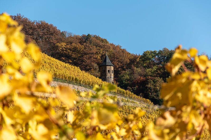 Weinberge im Siebengebirge