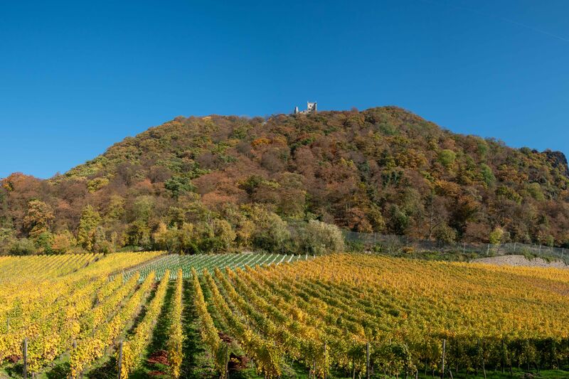 Naturaufnahme der Burgruine Drachenfels von unten